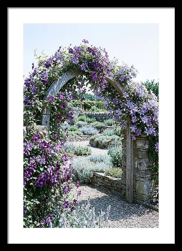 Clematis Climbing Over Garden Arch