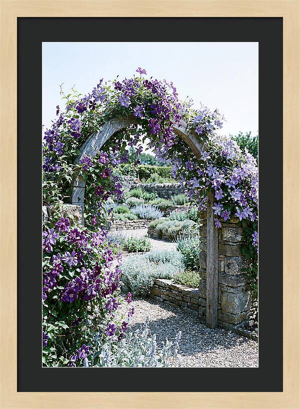 Clematis Climbing Over Garden Arch