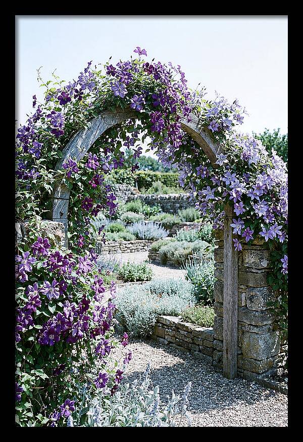 Clematis Climbing Over Garden Arch