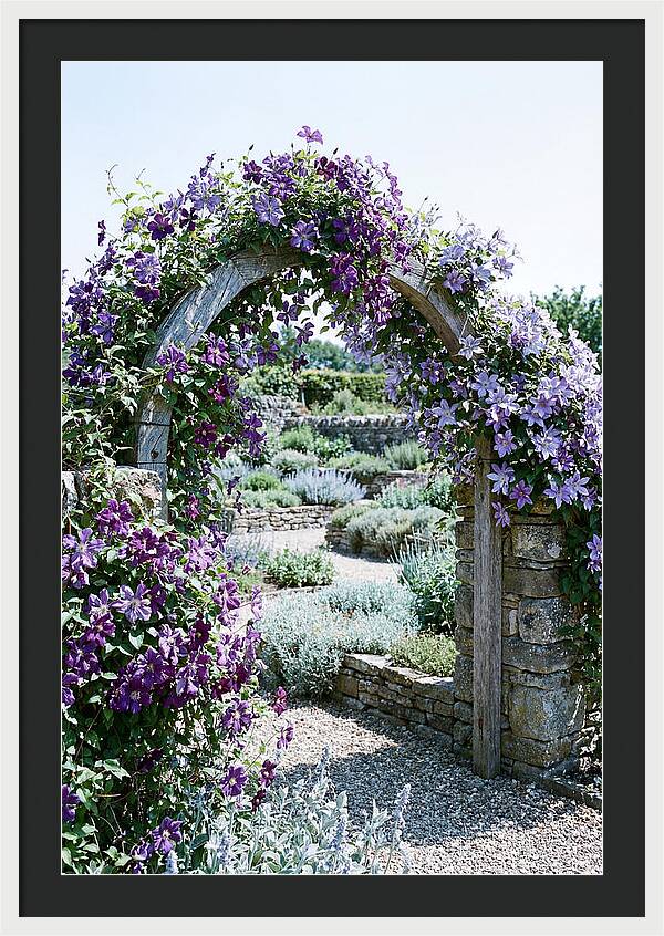 Clematis Climbing Over Garden Arch