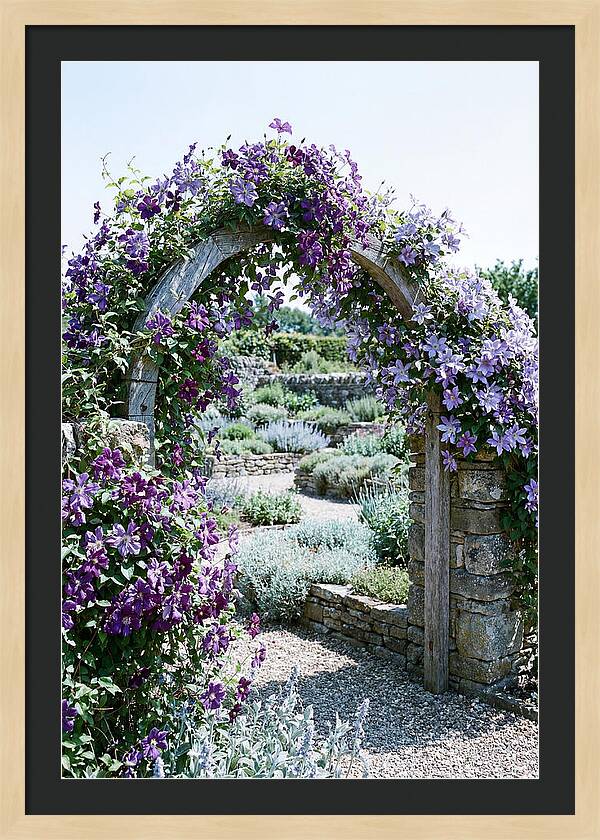 Clematis Climbing Over Garden Arch