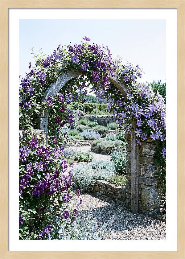 Clematis Climbing Over Garden Arch