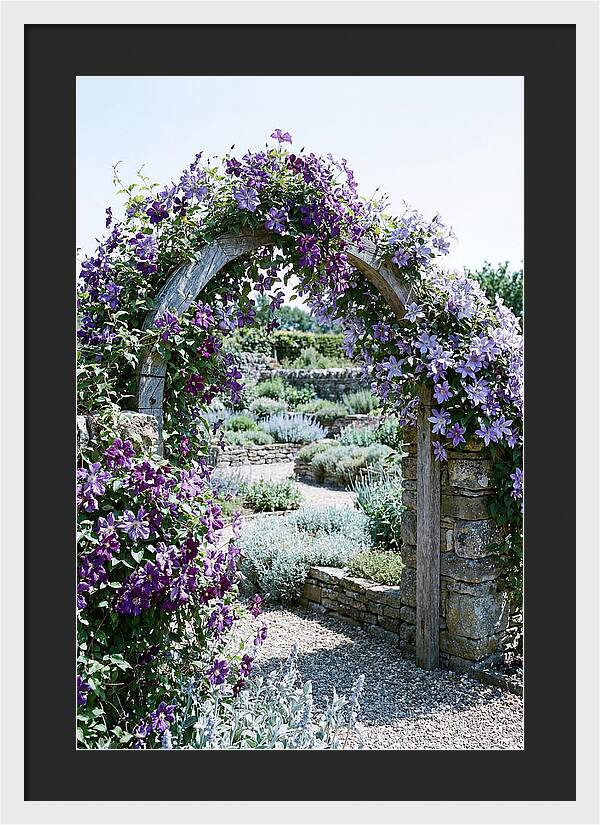 Clematis Climbing Over Garden Arch