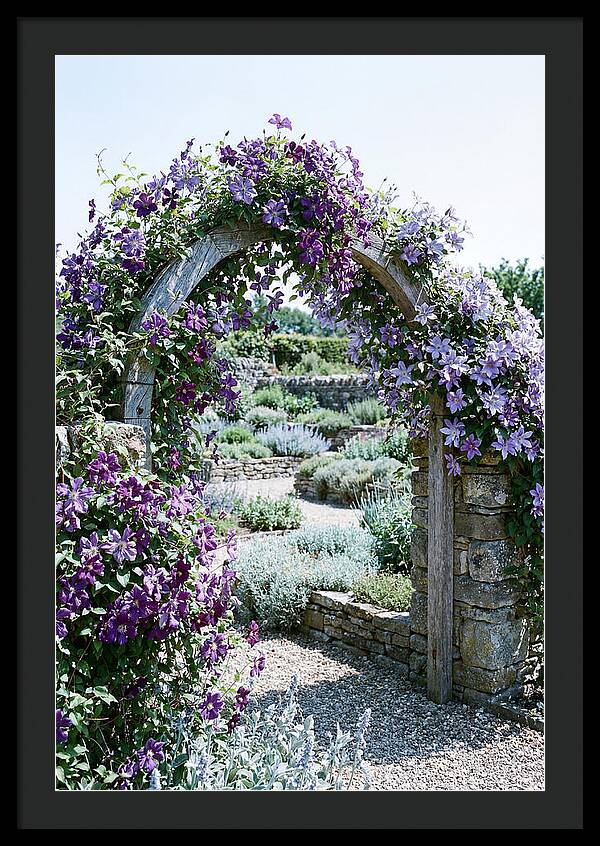 Clematis Climbing Over Garden Arch