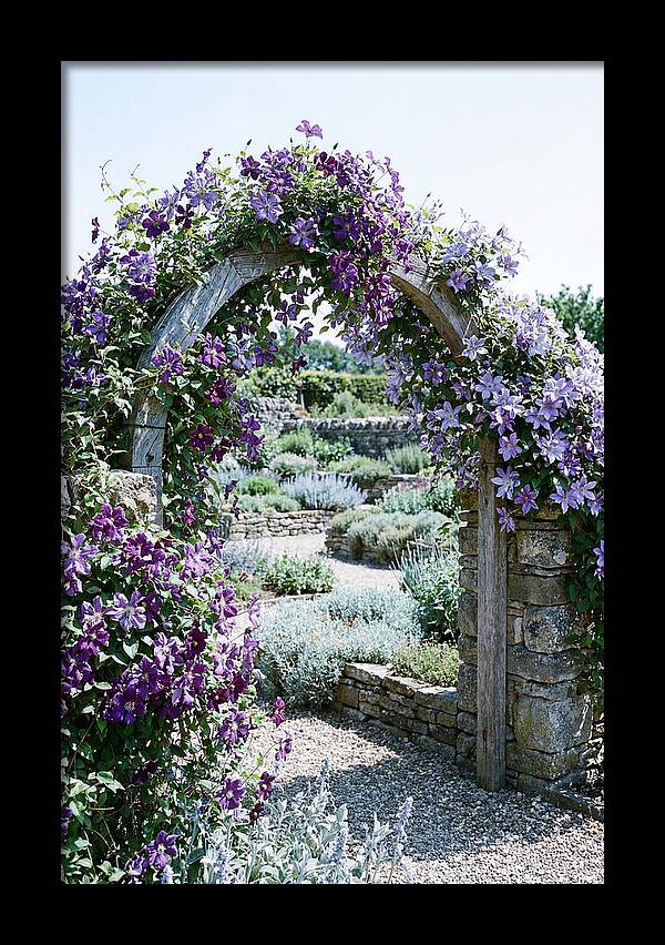 Clematis Climbing Over Garden Arch