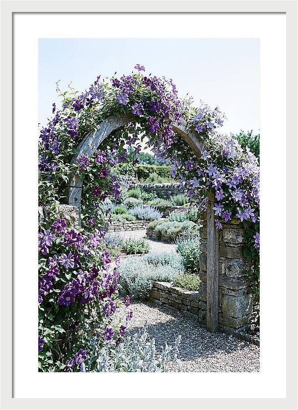 Clematis Climbing Over Garden Arch