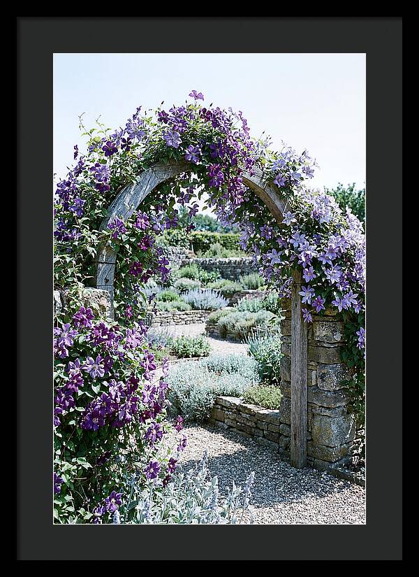 Clematis Climbing Over Garden Arch