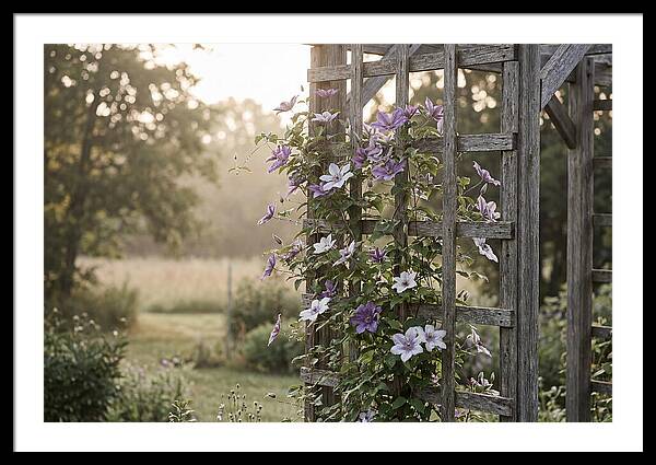 Clematis Climbing Wooden Support