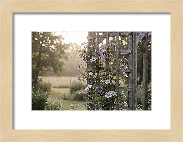 Clematis Climbing Wooden Support