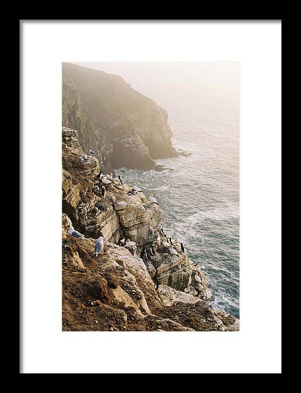 Cliff Edge Bird Colony