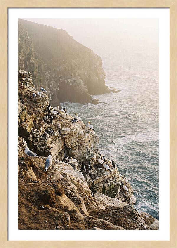 Cliff Edge Bird Colony