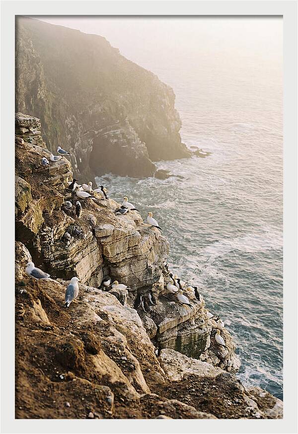 Cliff Edge Bird Colony