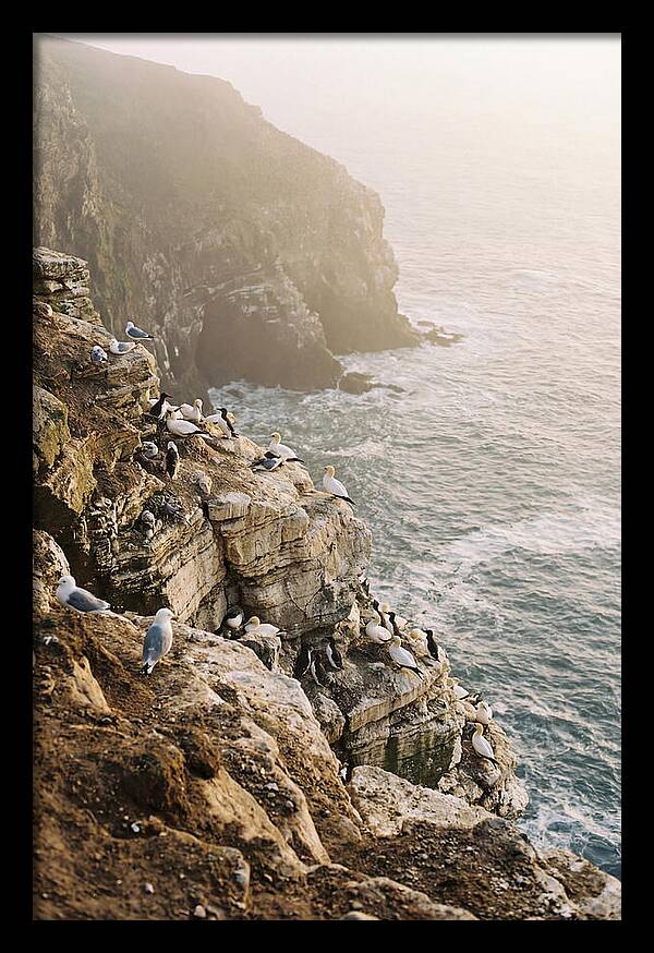 Cliff Edge Bird Colony