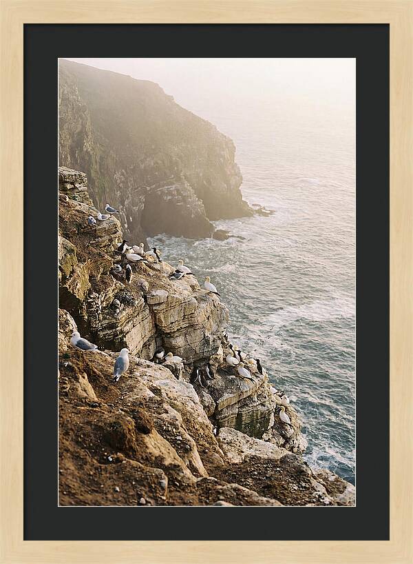 Cliff Edge Bird Colony