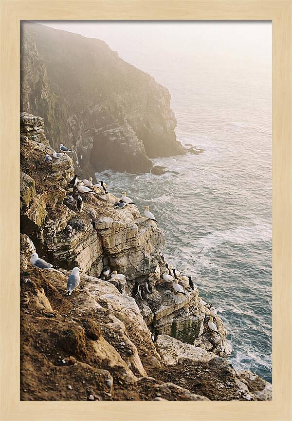 Cliff Edge Bird Colony