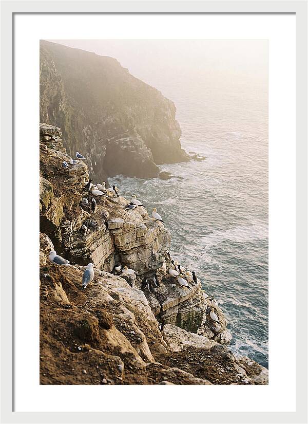 Cliff Edge Bird Colony
