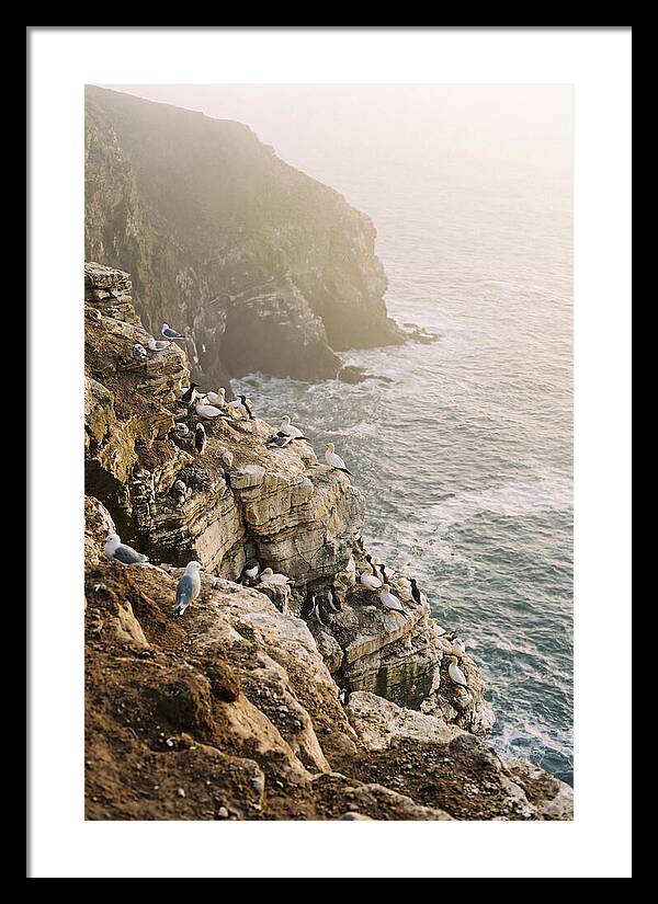 Cliff Edge Bird Colony
