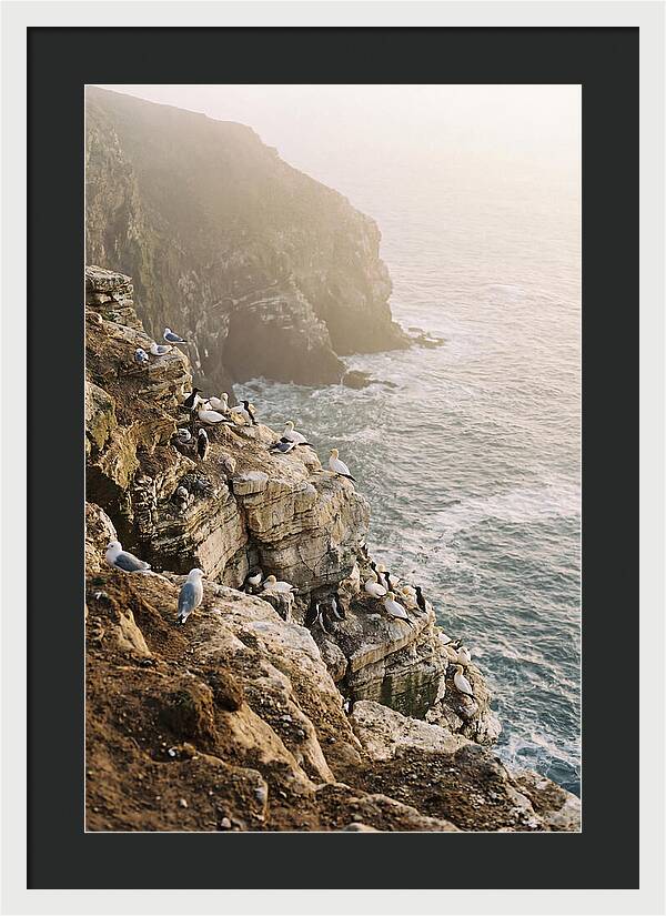 Cliff Edge Bird Colony