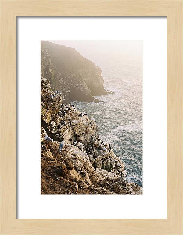 Cliff Edge Bird Colony
