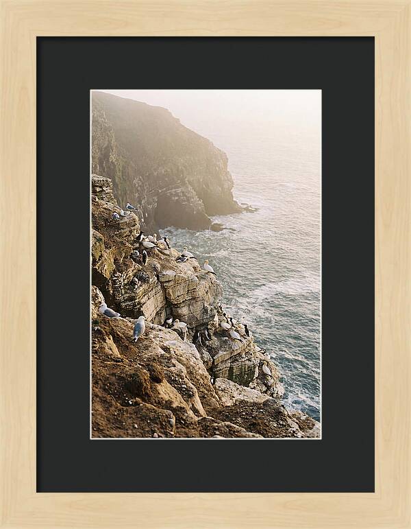 Cliff Edge Bird Colony