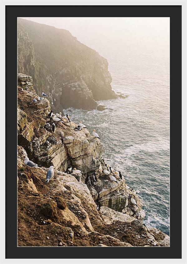 Cliff Edge Bird Colony