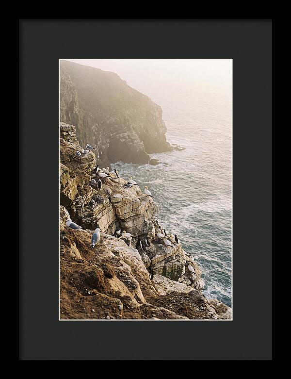 Cliff Edge Bird Colony