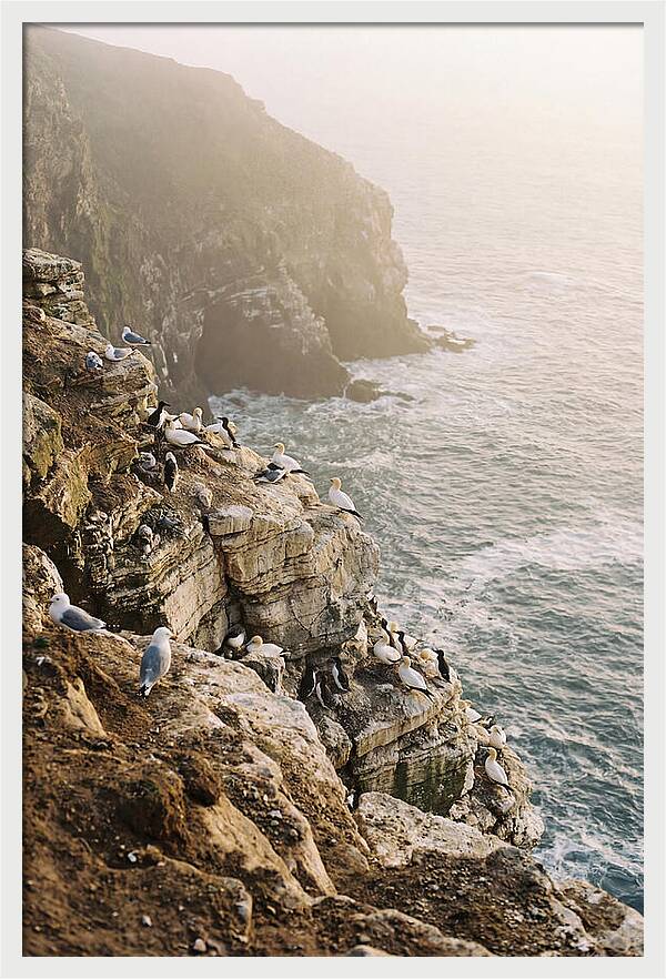 Cliff Edge Bird Colony