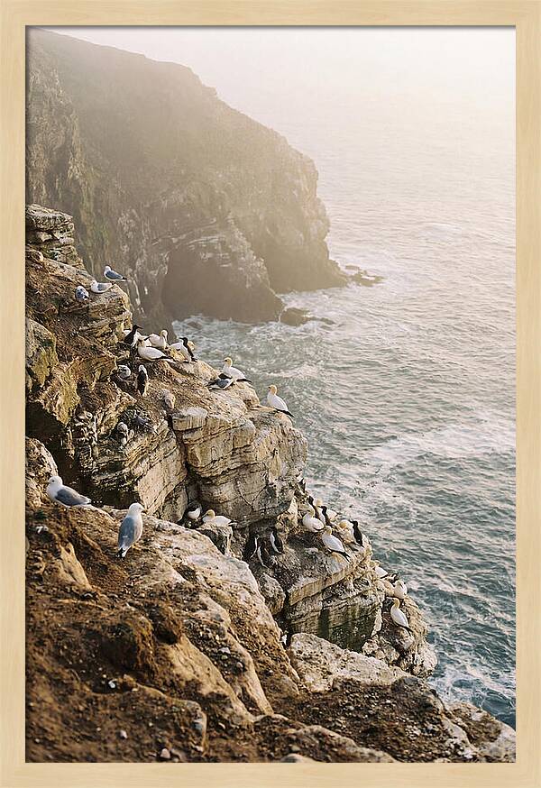 Cliff Edge Bird Colony
