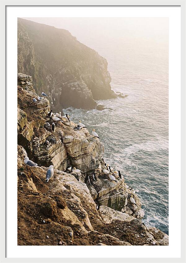 Cliff Edge Bird Colony