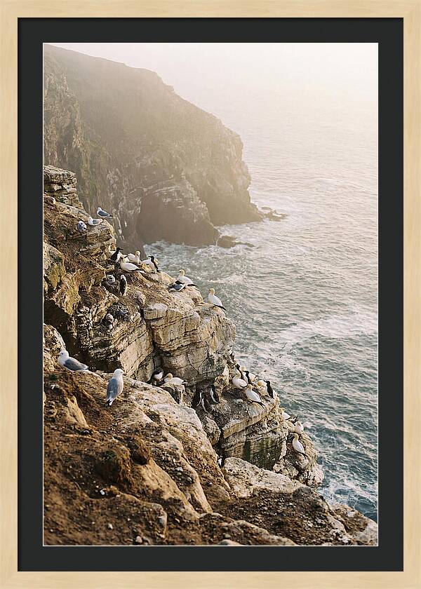 Cliff Edge Bird Colony