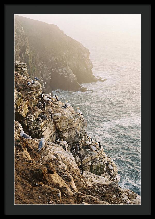 Cliff Edge Bird Colony