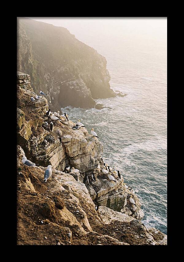Cliff Edge Bird Colony