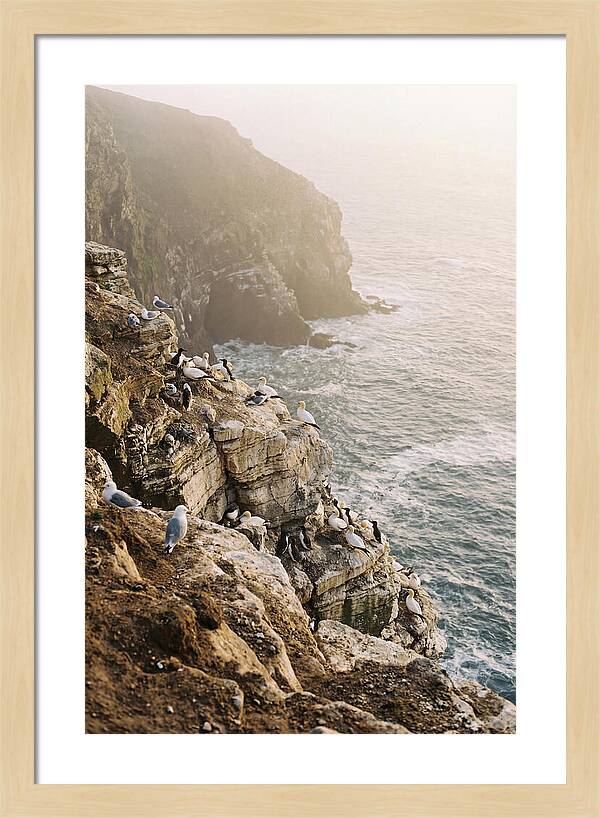 Cliff Edge Bird Colony