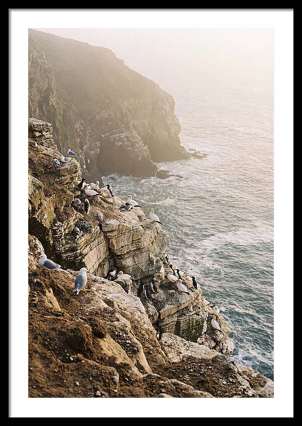 Cliff Edge Bird Colony