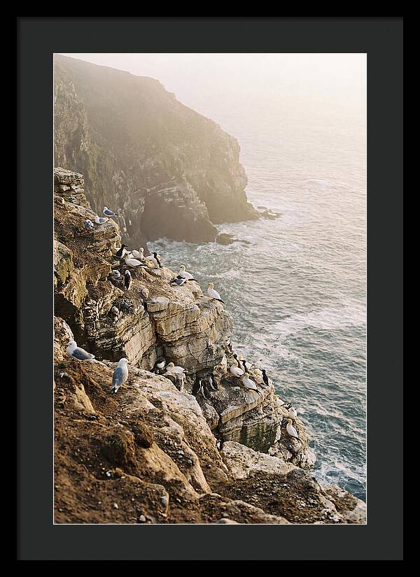 Cliff Edge Bird Colony