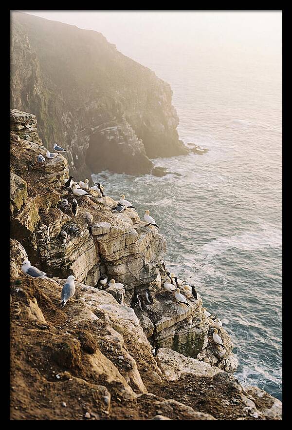 Cliff Edge Bird Colony