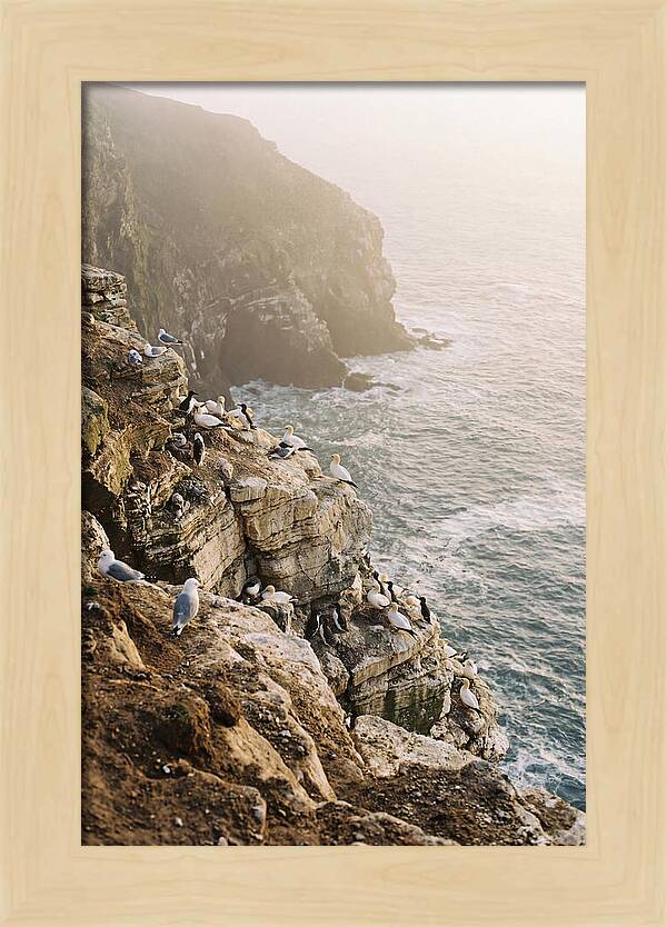 Cliff Edge Bird Colony