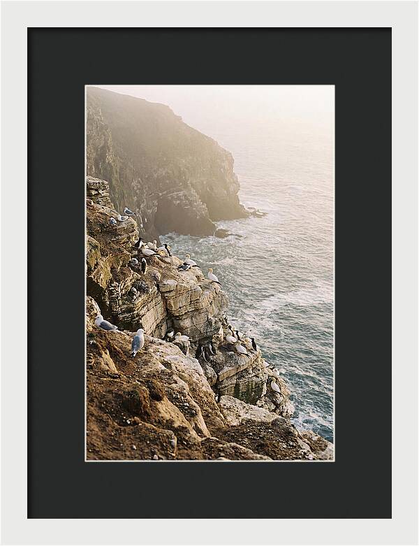 Cliff Edge Bird Colony