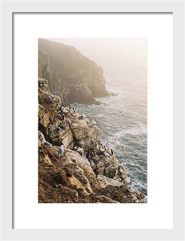 Cliff Edge Bird Colony