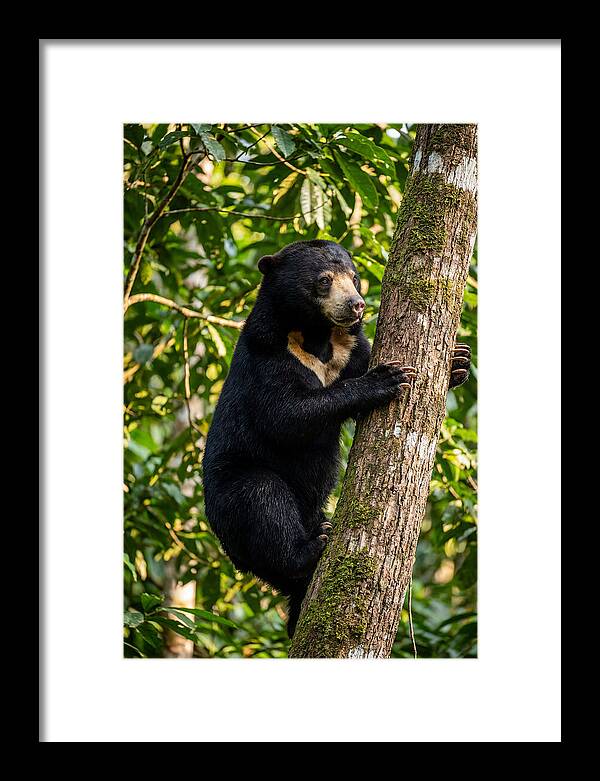 Climbing Asian Sun Bear