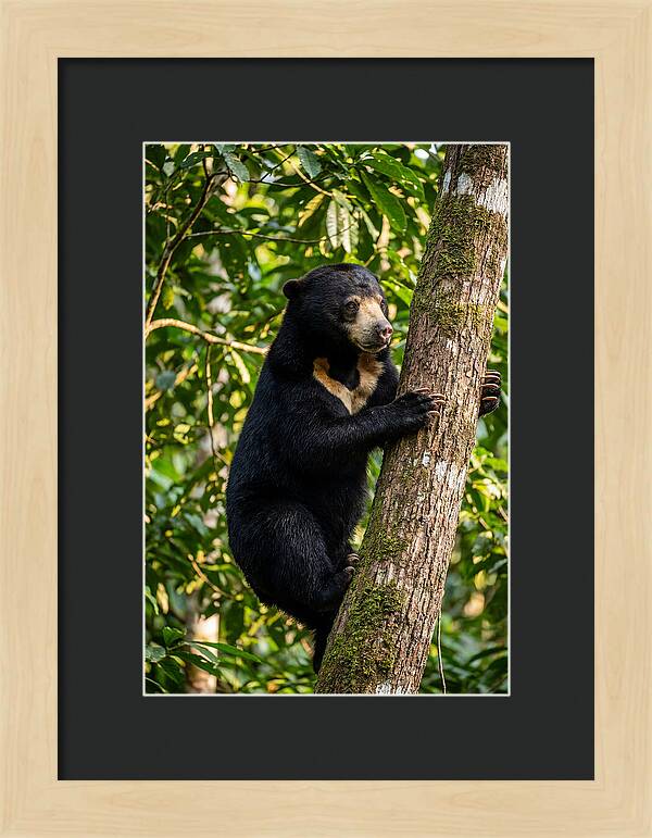 Climbing Asian Sun Bear
