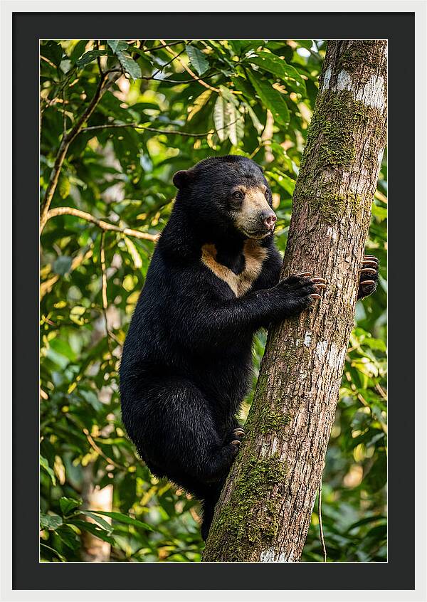 Climbing Asian Sun Bear