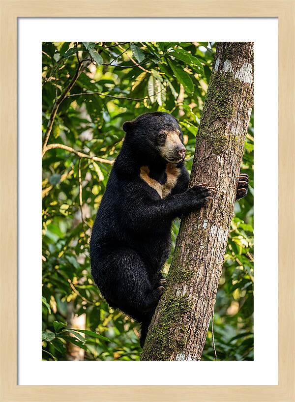 Climbing Asian Sun Bear