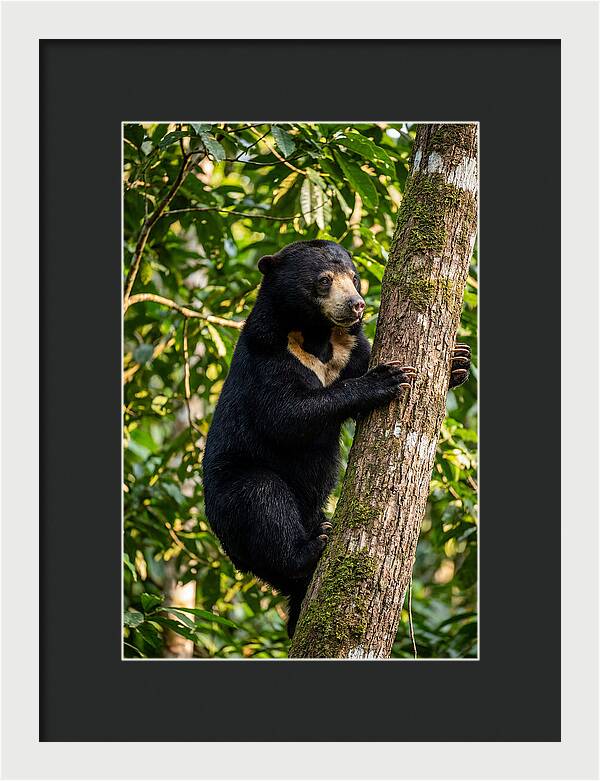 Climbing Asian Sun Bear