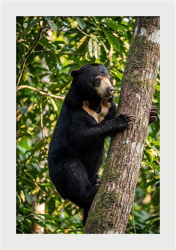 Climbing Asian Sun Bear