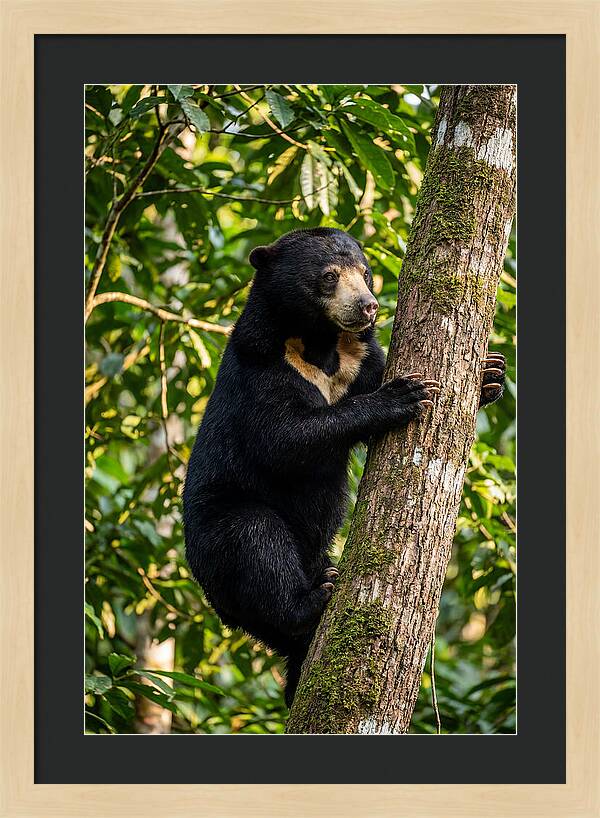 Climbing Asian Sun Bear
