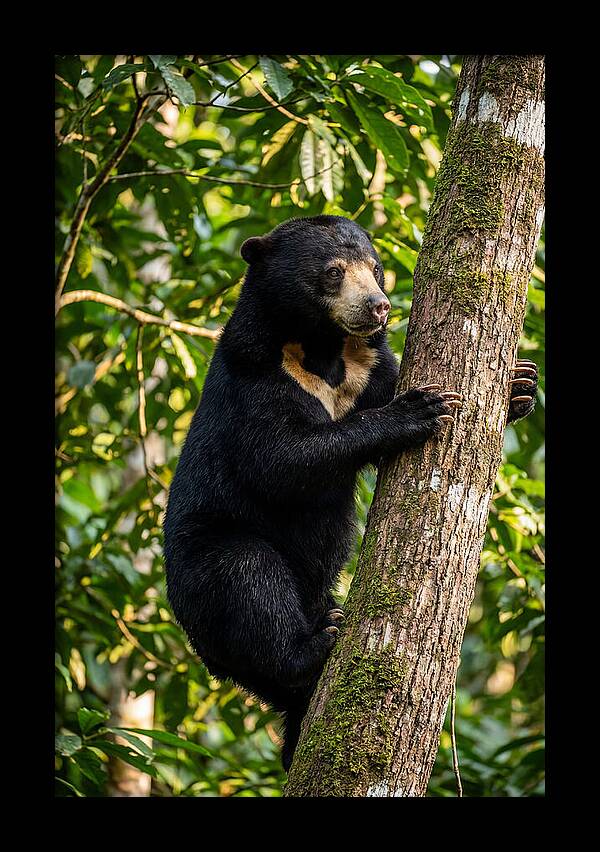 Climbing Asian Sun Bear