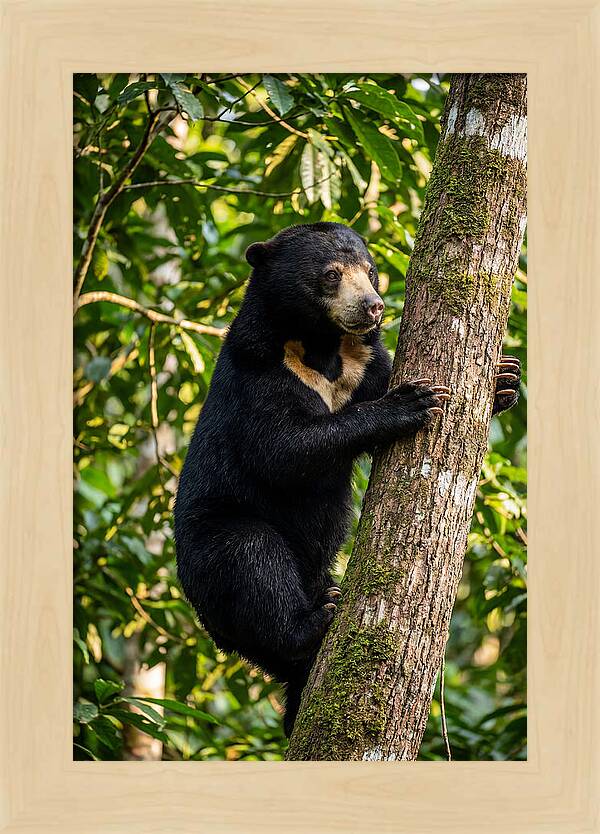Climbing Asian Sun Bear