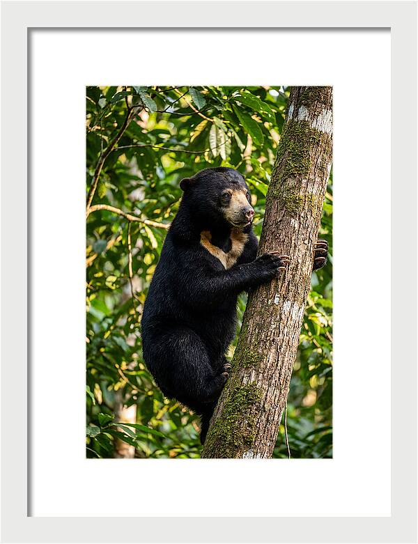 Climbing Asian Sun Bear