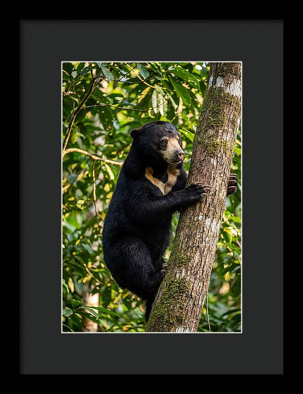 Climbing Asian Sun Bear